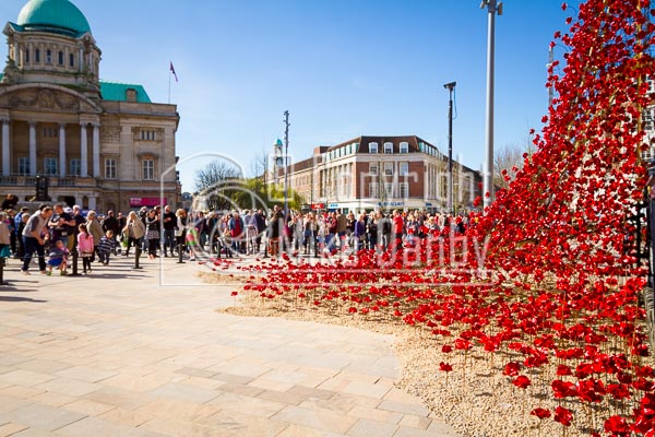 Hull 2017 Poppies