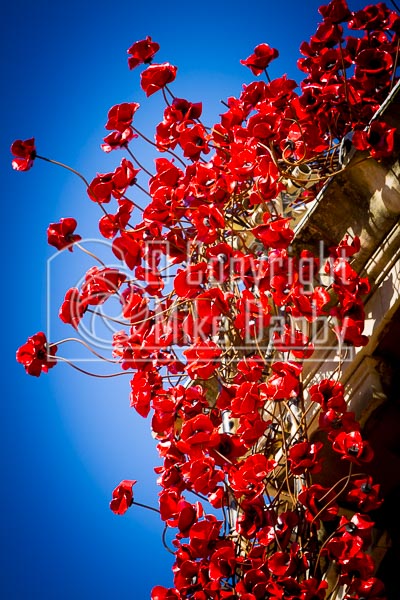 Hull 2017 Poppies