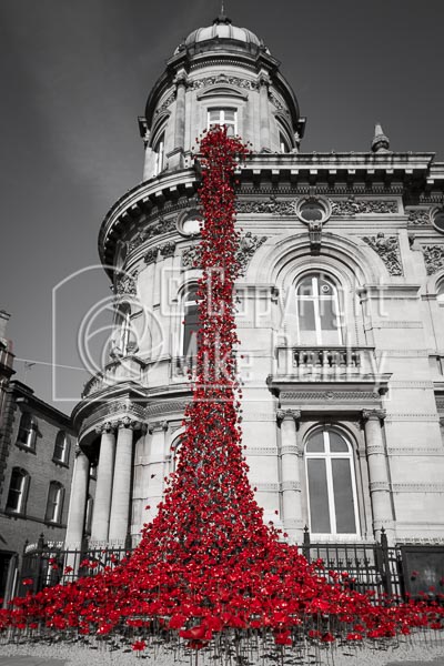 Hull 2017 Poppies