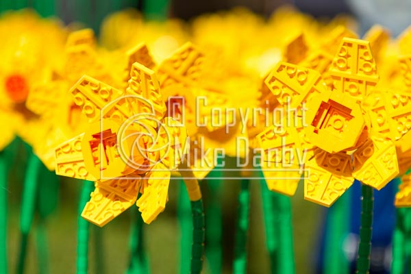 Hull 2017 Lego Daffodils