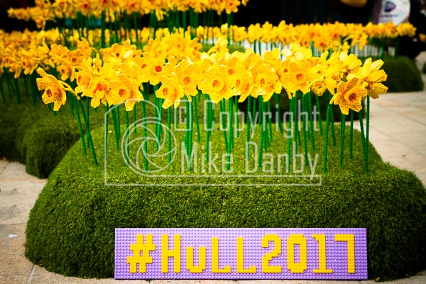 Hull 2017 Lego Daffodils