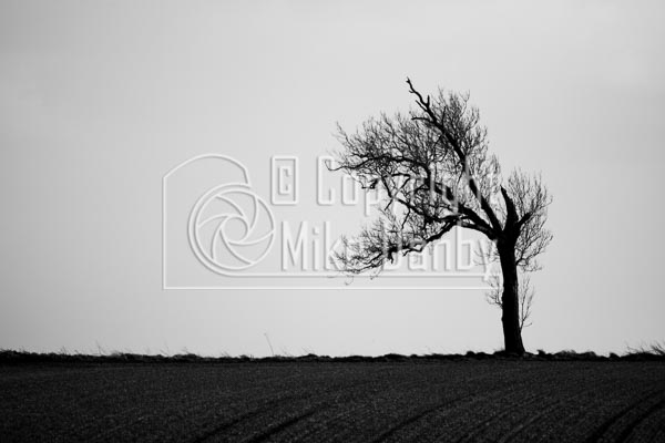 B&W Landscape of a Tree