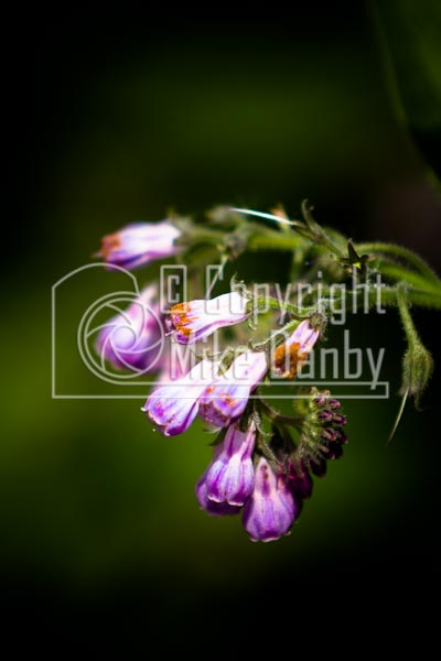 Wild Flowers