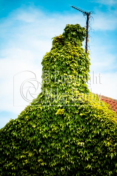 House Ivy