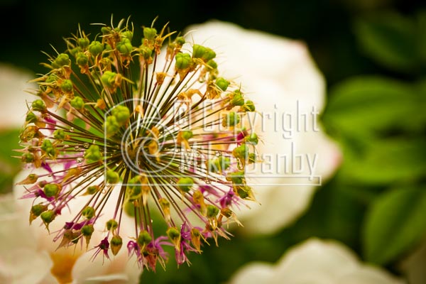 Garden Flowers