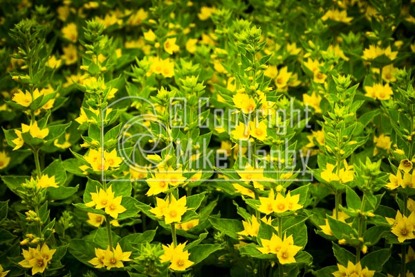 Garden Foliage
