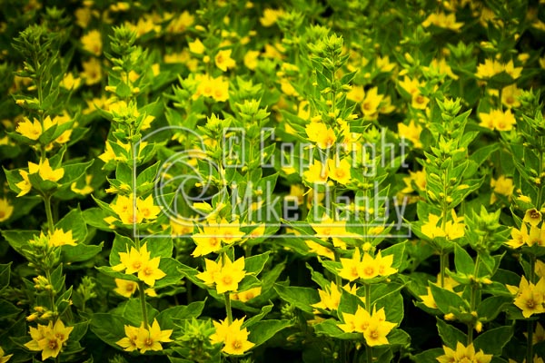 Garden Foliage